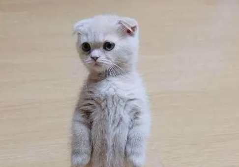 小奶猫怎么区分折耳 小奶猫怎么区分折耳
