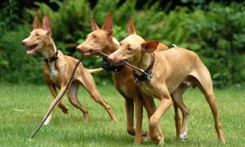 猎犬怎么喂养提高速度