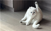 猫咪蹬直后腿是为什么呢