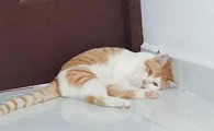 为什么猫咪总跑到角落叫