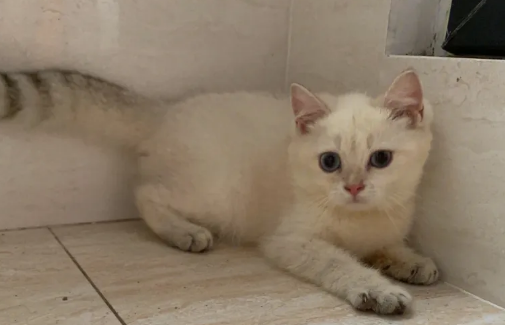 苏格兰的猫长啥样 苏格兰的猫长啥样
