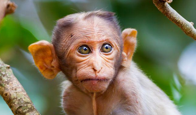 冠毛猕猴的特征是什么？