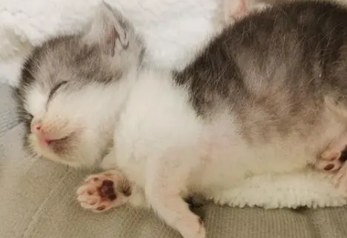 端午色的猫值钱吗 端午色的猫值钱吗