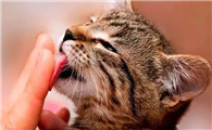 猫咪为什么会给人舔手啊