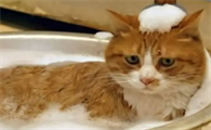 猫咪到家多久后可以洗澡了