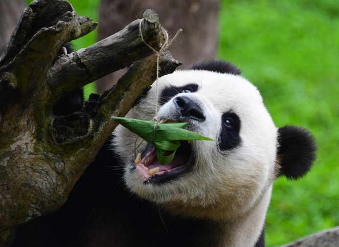 熊猫属于什么科