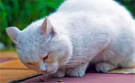 猫咪为什么贪吃兔子粮呢