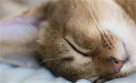 猫咪为什么可以站着睡觉的原因