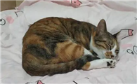 猫咪为什么到床上拉屎拉尿呢