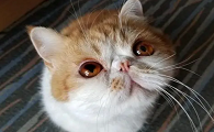 猫咪怎么会有黑眼球