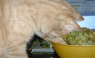 猫咪吃东西犯法吗为什么呢