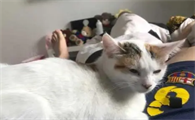 为什么猫咪早上那么粘人