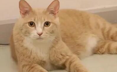 橘猫把你当主人的表现