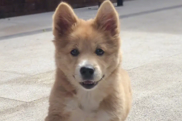什么土狗最好养