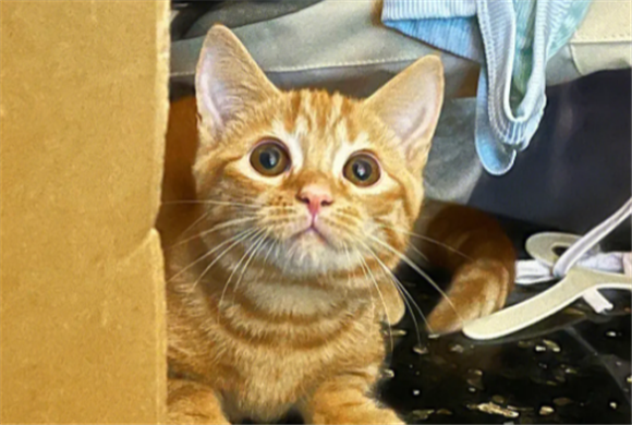 橘猫和蓝猫生出的是什么 橘猫和蓝猫生出的是什么