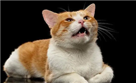 猫咪为什么突然不发声呢