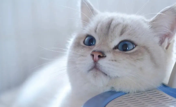 山猫纹金点值钱不 山猫纹金点值钱不