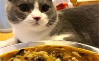 猫咪为什么不吃酸菜鱼呢