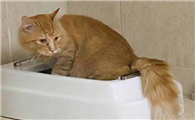 为什么养了猫家里很臭啊