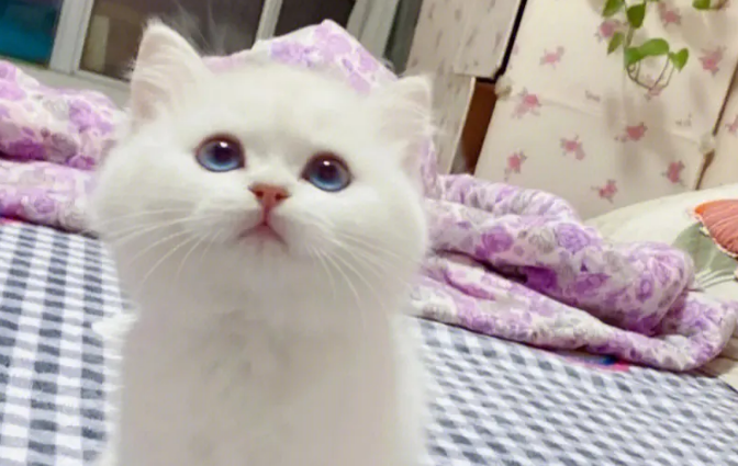 银点猫是粉鼻头还黑鼻头