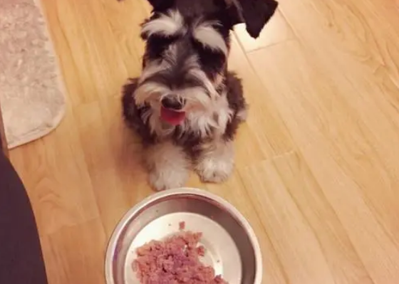 如何给雪纳瑞制作狗粮呢