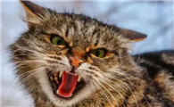 猫咪为什么会爱发脾气呢