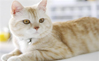 猫咪为什么站着窝着睡觉的原因