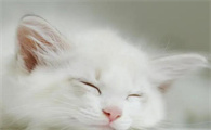 猫咪为什么改了睡觉的地方会叫