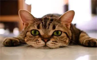 猫咪为什么早起会叫个不停