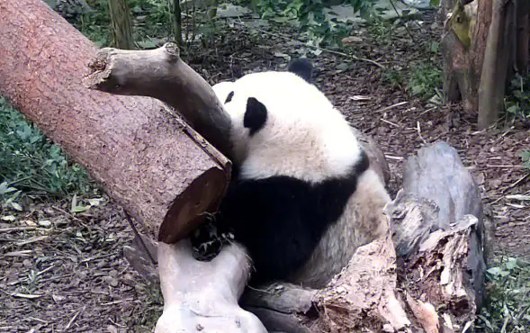熊猫一般吃什么 熊猫一般吃什么