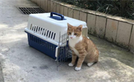 猫咪动车托运一般需要多少钱啊