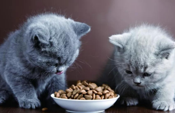 迈莱迪猫粮能买吗 迈莱迪猫粮能买吗