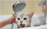 猫咪洗澡为什么要叫啊