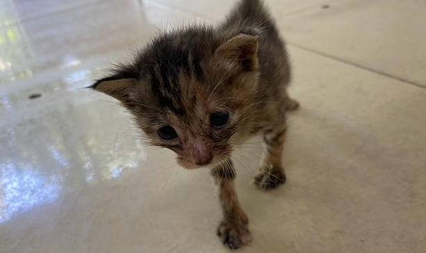 给流浪猫下毒违法吗 给流浪猫下毒违法吗