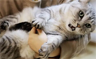 最近猫咪为什么不让抱了