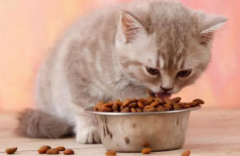 迈莱迪猫粮贵不贵 迈莱迪猫粮贵不贵
