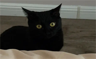 玄猫是绿眼还是黄眼蓝眼睛的
