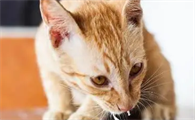 猫咪为什么不能吃牛骨粉呢