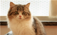 猫咪为什么总是打头呢