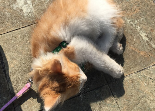 金丝猫是不是招财猫 金丝猫是不是招财猫