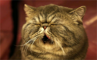 猫咪在外面为什么呼噜叫呢
