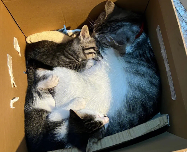 土猫生的小猫没人要怎么办