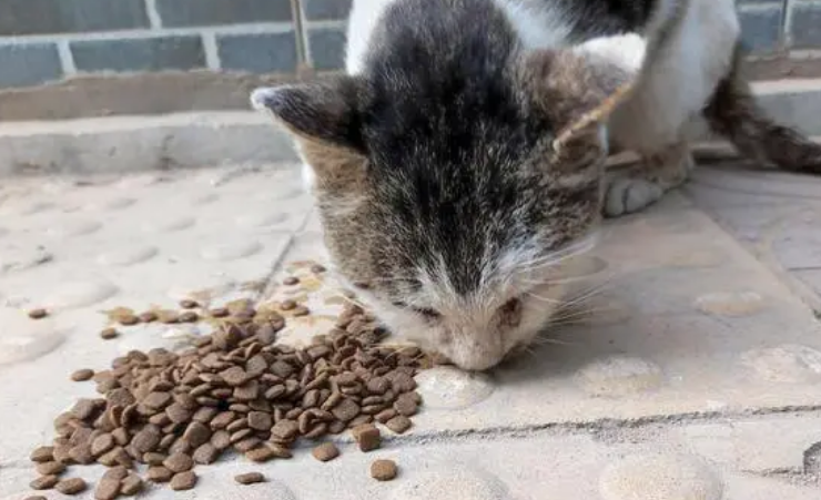一个月的流浪猫不吃东西怎么办