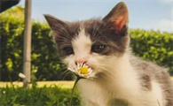 猫咪为什么老爱啃花草呢