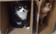 猫咪为什么喜欢蹲箱子里呢