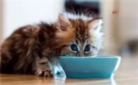 猫咪为什么冬天吃得多了呢