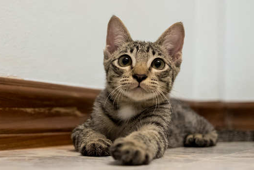 山猫会吃人吗