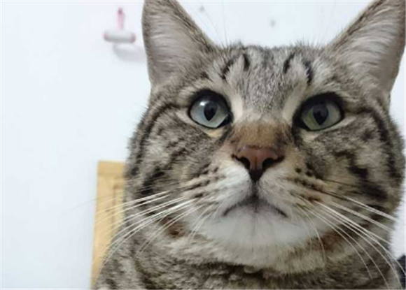 狸花猫进屋十大预兆
