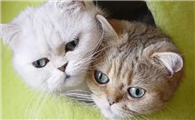 猫咪为什么只喜欢打包啊