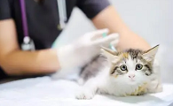 猫咪打疫苗要驱虫是为什么